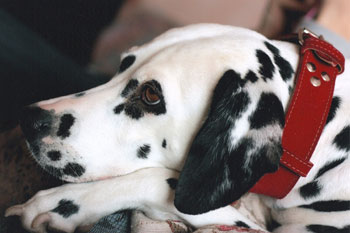 bright colored collar