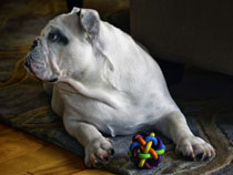 dog playing with his favorite toy