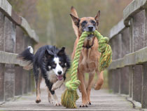 dog rope playing