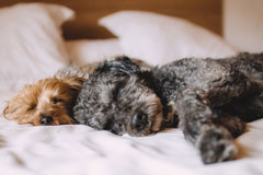 dogs in owners bed