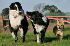 dogs playing