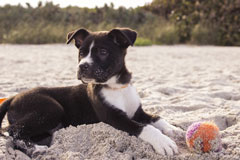 dog with ball