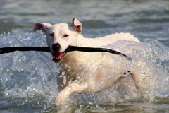 dog fetching stick