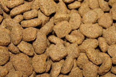 dry dog food