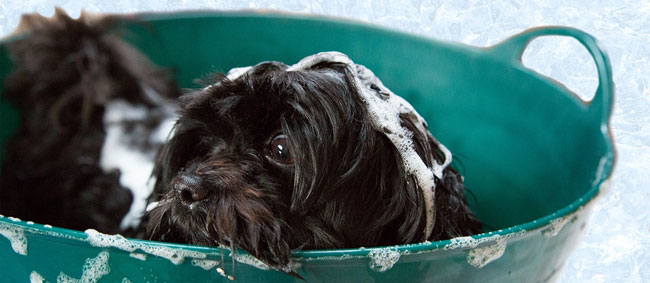 dog in routine bath