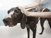 your dog takes a shower
