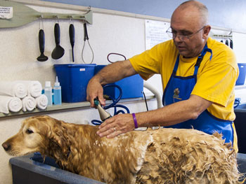 groomer bathing dog