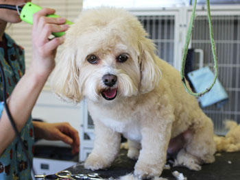 groomer giving dog hair cut