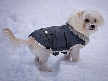 potty training your dog