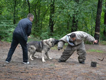 dog responding to command