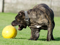 dog play ball