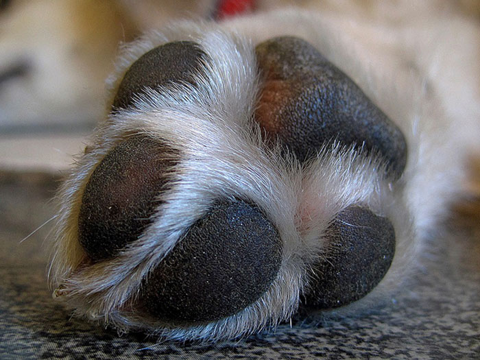 dog's paw