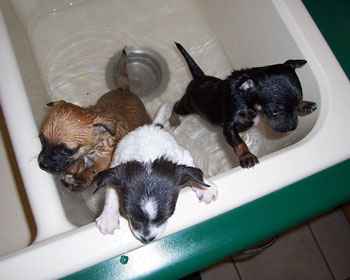 puppy bath time