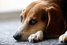 beagle with feelings