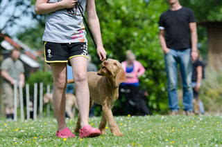 dog school training