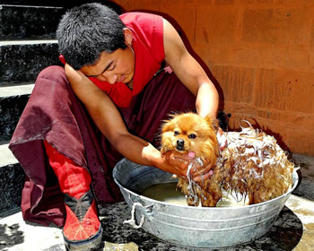 bubble bath for your dog